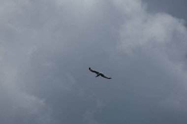 Güzel kuş, martı gökyüzünde uçuyor 