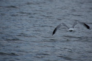 Güzel kuş, martı doğal yaşam alanında.