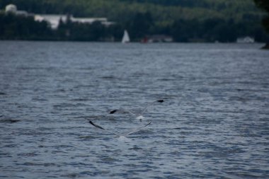 Güzel kuşlar, doğal ortamdaki martılar.