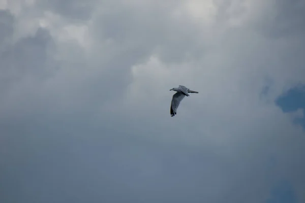 Pássaro Bonito Gaivota Voando Céu — Fotografia de Stock