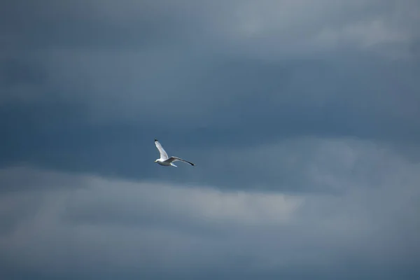 Pássaro Bonito Gaivota Voando Céu — Fotografia de Stock