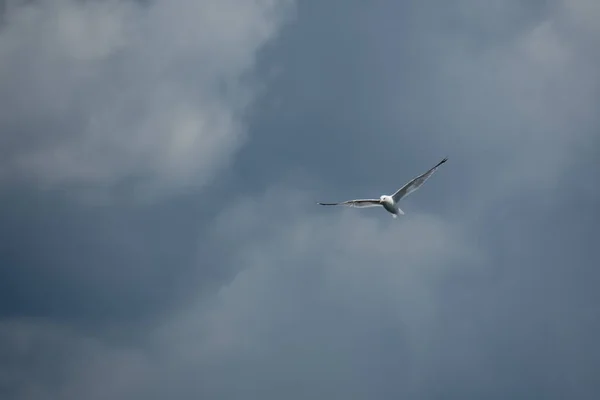 Pássaro Bonito Gaivota Voando Céu — Fotografia de Stock