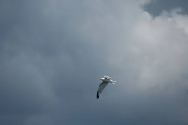 Pássaro Bonito Gaivota Voando Céu — Fotografia de Stock