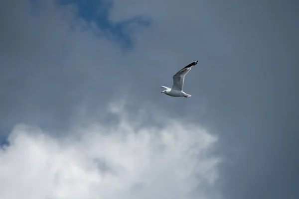 Hermoso Pájaro Gaviota Volando Cielo —  Fotos de Stock