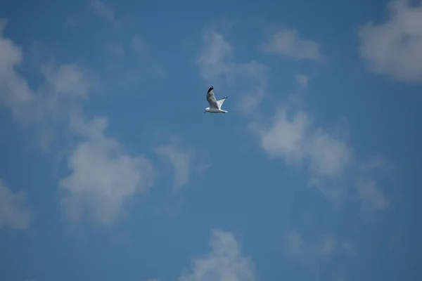 Beautiful Bird Seagull Flying Sky — Stockfoto