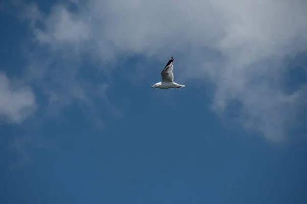 Pássaro Bonito Gaivota Voando Céu — Fotografia de Stock