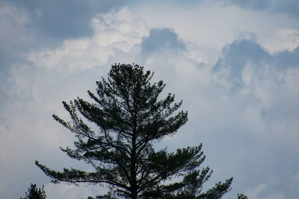 Дерево Красивое Небо Белыми Облаками — стоковое фото