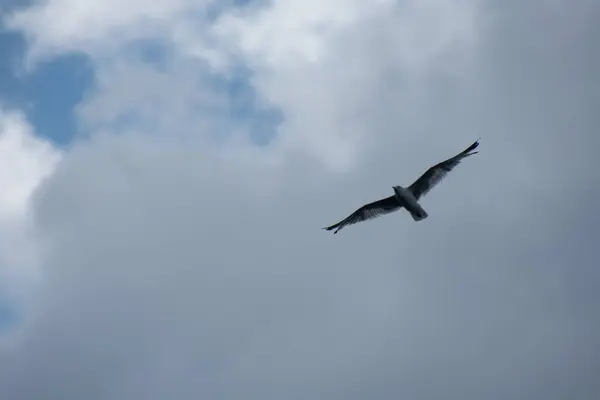 Hermoso Pájaro Gaviota Volando Cielo — Foto de Stock