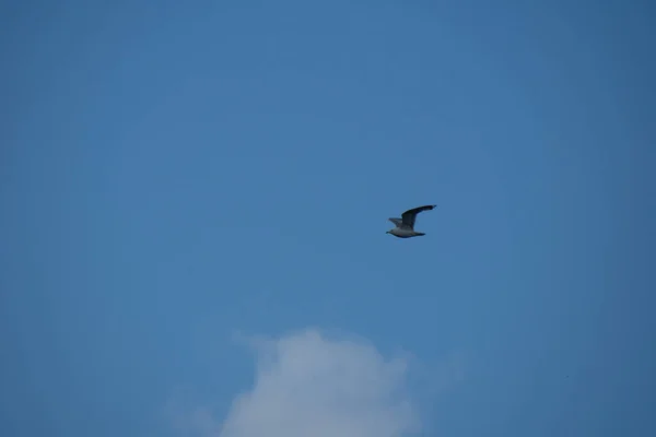 Pássaro Bonito Gaivota Voando Céu — Fotografia de Stock