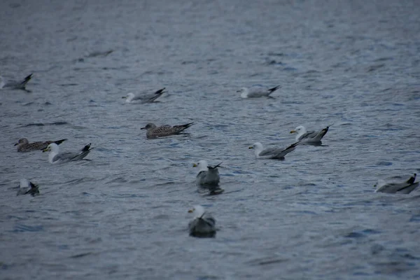 Beaux Oiseaux Mouettes Habitat Naturel — Photo