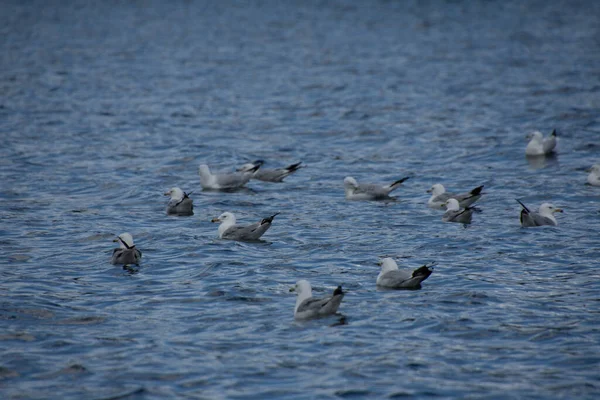 Schöne Vögel Möwen Natürlichen Lebensraum — Stockfoto