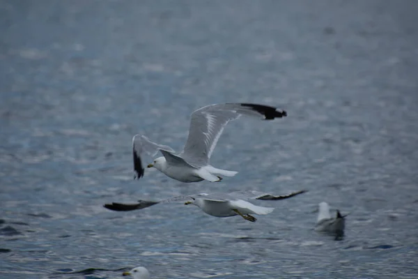 Beautiful Birds Seagulls Natural Habitat — Stockfoto