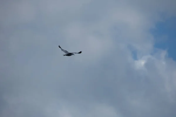 Pássaro Bonito Gaivota Voando Céu — Fotografia de Stock