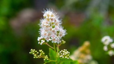 Quebec 'teki Mastigouche Vahşi Yaşam Koruma Alanındaki güzel yaz çiçeklerinin yakın plan görüntüsü.