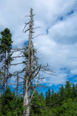 Quebec bölgesindeki Kanada ormanında ölü bir ağaç.