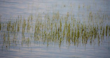 Kanada 'nın Quebec eyaletindeki güzel ve vahşi göl.