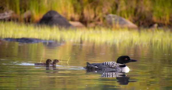 Canards Avec Des Canetons Mignons Dans Lac Réserve Faunique Mastigouche — Photo