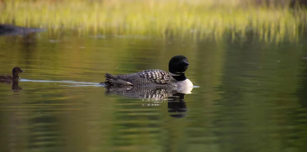 Patos Com Patinhos Bonitos Lago Reserva Vida Selvagem Mastigouche — Fotografia de Stock