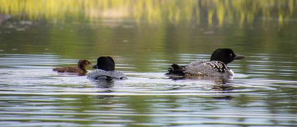 Enten Mit Süßen Entchen See Mastigouche Wildpark — Stockfoto