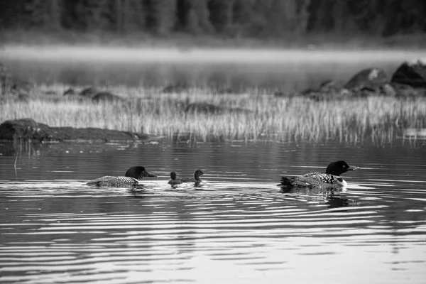 Patos Com Patinhos Bonitos Lago Reserva Vida Selvagem Mastigouche — Fotografia de Stock