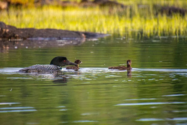 Canards Avec Des Canetons Mignons Dans Lac Réserve Faunique Mastigouche — Photo