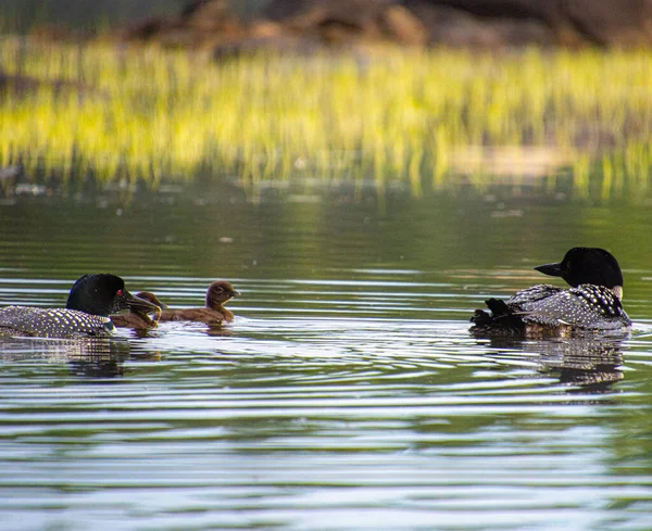 Canards Avec Des Canetons Mignons Dans Lac Réserve Faunique Mastigouche — Photo