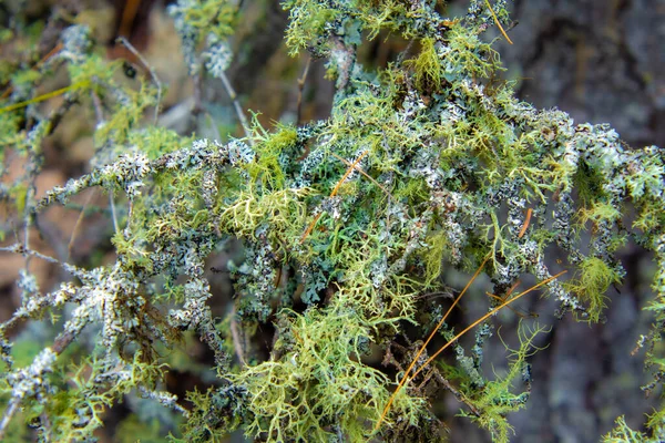 Mousse Sur Une Branche Arbre Mort Dans Forêt Canadienne Dans — Photo