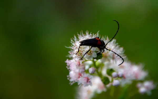 Insecte Sur Une Jolie Fleur Sauvage Dans Forêt Canadienne Québec — Photo