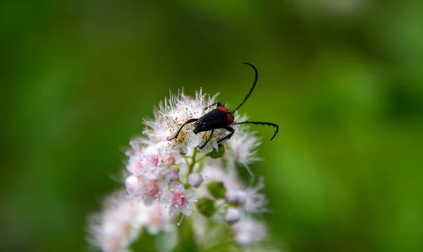 Insecte Sur Une Jolie Fleur Sauvage Dans Forêt Canadienne Québec — Photo