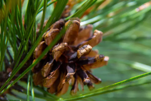 Cono Pino Árbol Reserva Vida Silvestre Mastigouche —  Fotos de Stock