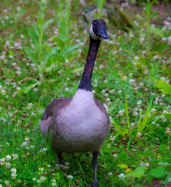 Close View Canadian Goose Green Grass Background — Stock Photo, Image