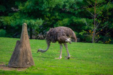 Hayvanat bahçesinde ot yiyen devekuşu. 