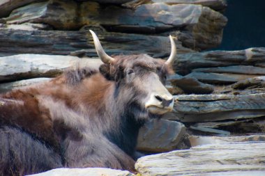 Hayvanat bahçesinde siyah yerli öküz boğası 
