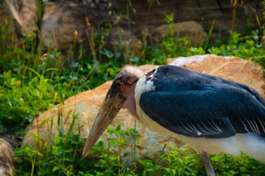 Hayvanat bahçesindeki çim tarlasının yanındaki pelikan kuşu 