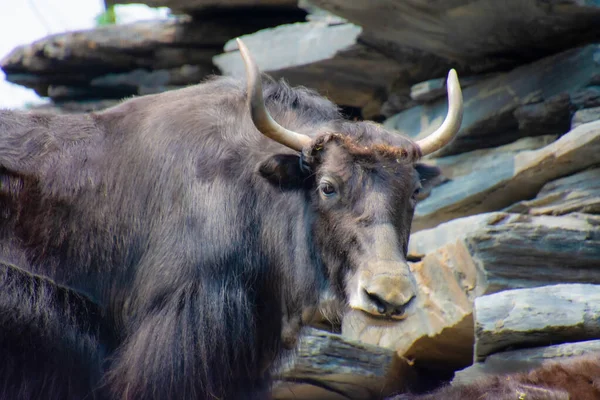 Czarny Dom Jak Byk Zoo — Zdjęcie stockowe