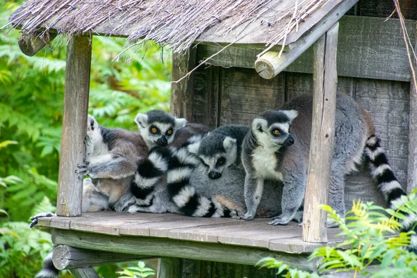 Groupe Lémuriens Queue Cerclée Dans Zoo — Photo