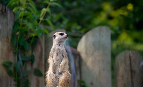 Nahaufnahme Von Schlankschwänzigen Erdmännchen Zoo — Stockfoto