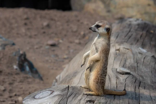 Κοντινή Προβολή Της Λεπτής Ουράς Meerkat Στο Ζωολογικό Κήπο — Φωτογραφία Αρχείου