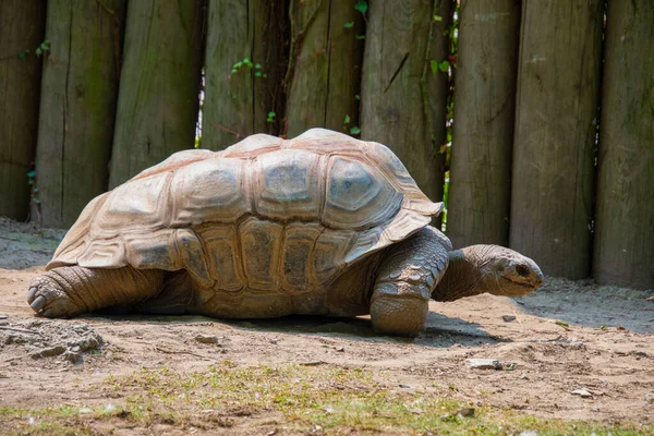 Крупным Планом Вид Гигантской Черепахи Зоопарке — стоковое фото