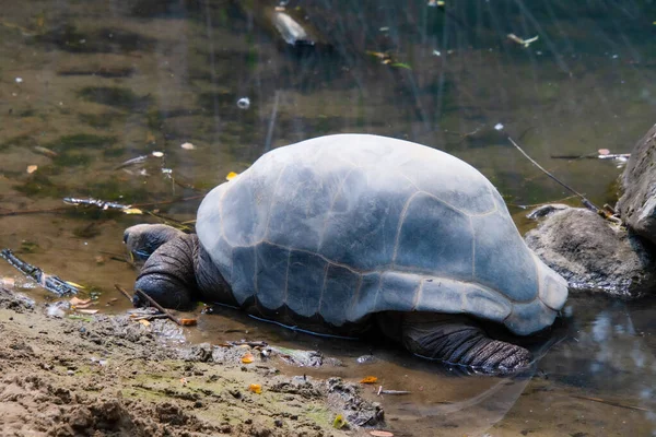 Крупным Планом Вид Гигантской Черепахи Зоопарке — стоковое фото