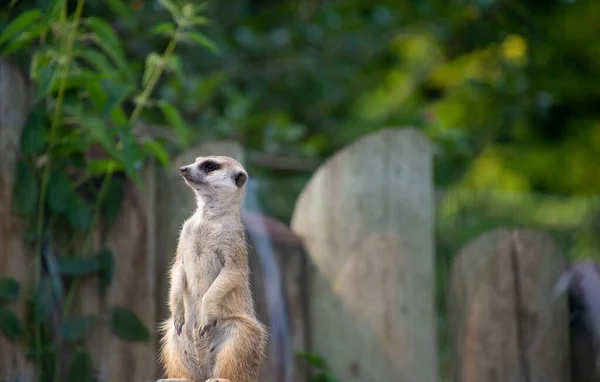 Közeli Kép Karcsú Farkú Meerkat Állatkertben — Stock Fotó