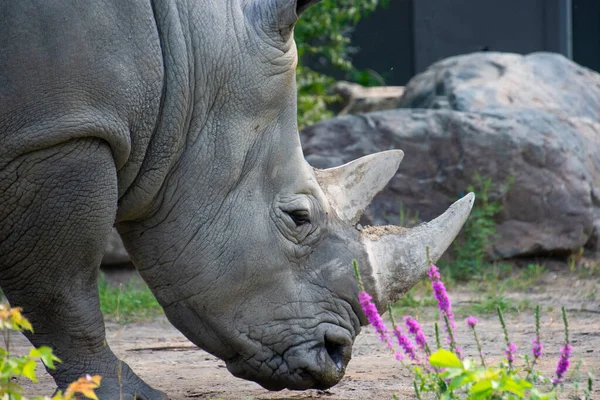 Cerca Foto Rinoceronte Blanco Peligro Extinción Zoológico —  Fotos de Stock