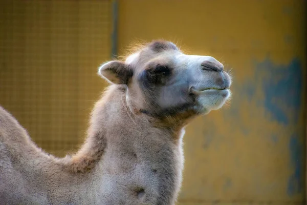 Retrato Camello Triste Zoológico Canadá —  Fotos de Stock