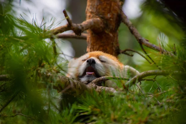 Kleiner Fuchs Schläft Auf Der Spitze Der Kiefer — Stockfoto