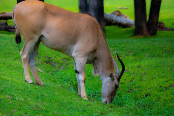 Jovem Marrom Antelope Pastam Zoológico — Fotografia de Stock