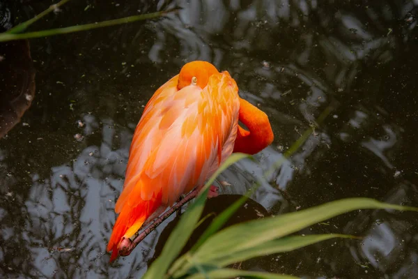Karaibskie Flamingi Przebywające Stawie Zoo — Zdjęcie stockowe
