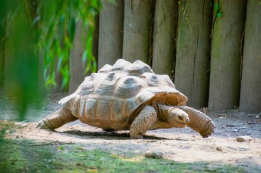 Hayvanat bahçesindeki dev kaplumbağanın yakın çekimi.