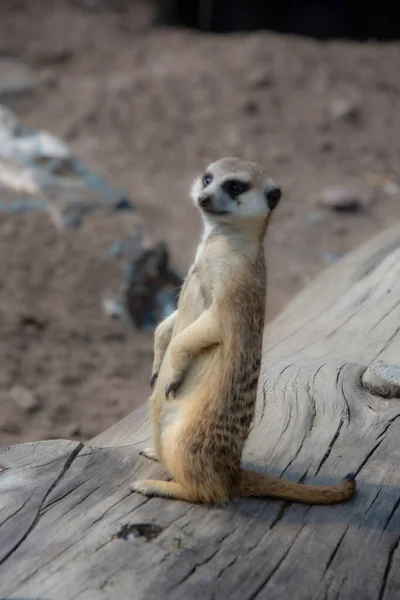 動物園でのほっそりとしたMeerkatの近景 — ストック写真