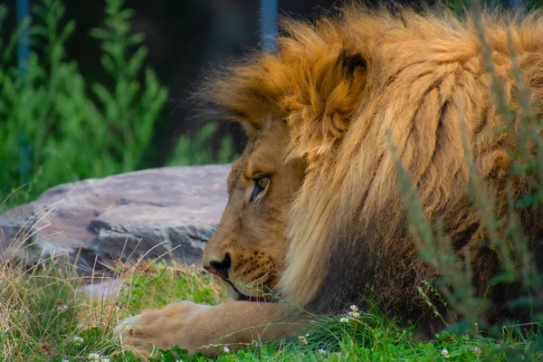 Mooie Mannelijke Leeuw Liggend Dierentuin — Stockfoto