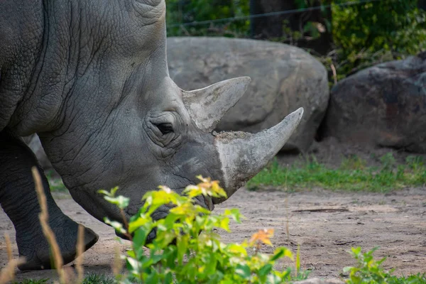 Cerca Foto Rinoceronte Blanco Peligro Extinción Zoológico —  Fotos de Stock